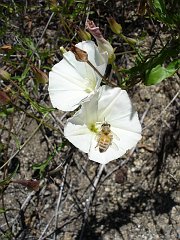 calystegia macrostegia